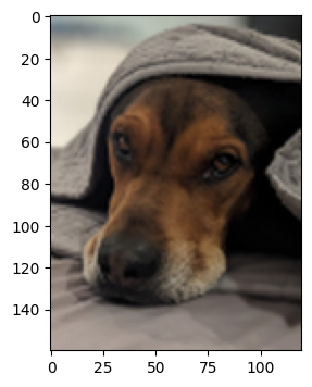 The same image of the brown dog, resized to be wider and taller.