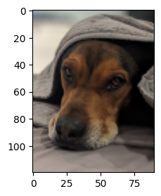 The same image of the brown dog, in its original size.