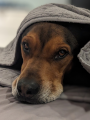 A brown dog with soulful eyes lies on a bed, partially covered by a gray blanket, looking cozy and slightly sleepy.
